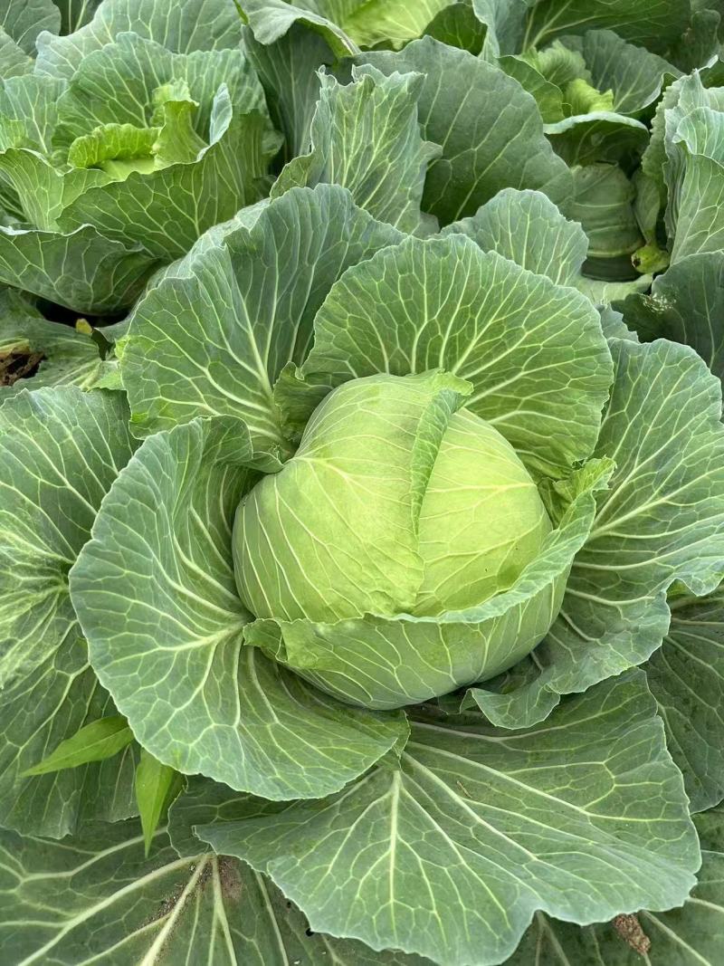 寒将军铁头菜\基地种植大量有货\对接全国采购商