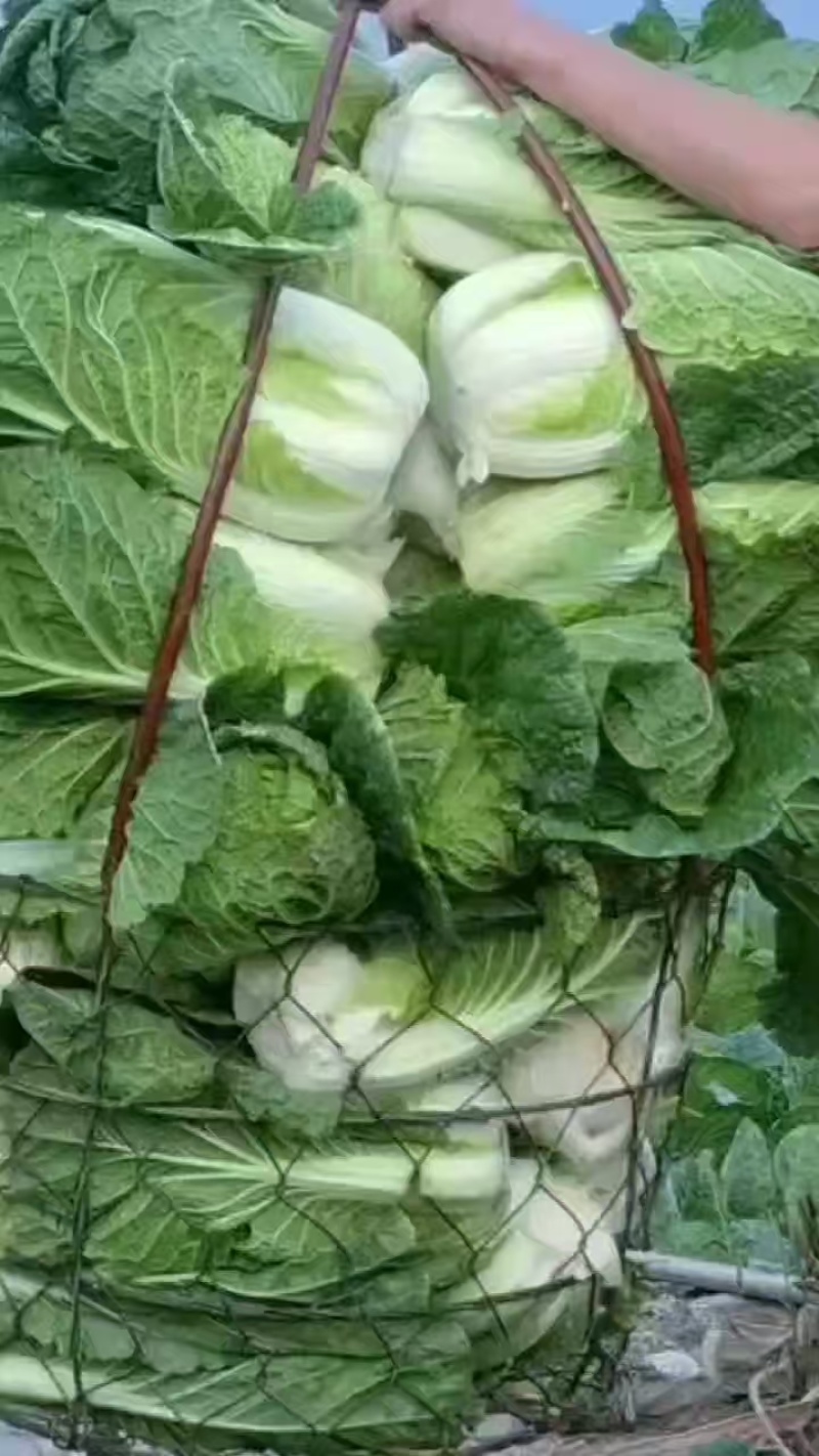寒将军铁头菜\基地种植大量有货\对接全国采购商