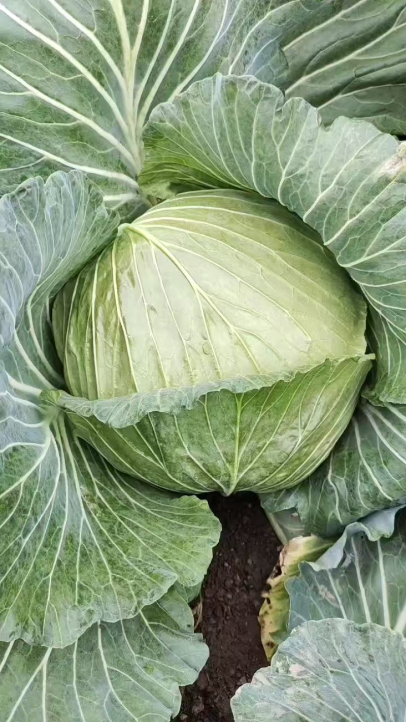 寒将军铁头菜\基地种植大量有货\对接全国采购商