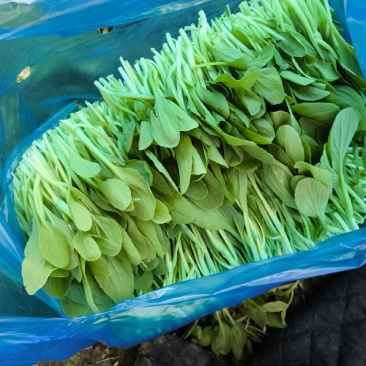 精品鸡毛菜.全年有货