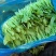 精品鸡毛菜.全年有货