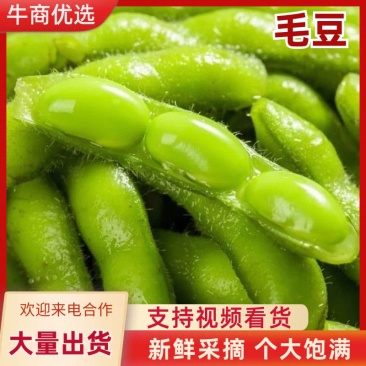 毛豆新鲜带壳现摘批发农家自种当季蔬菜凉拌毛豆荚青豆
