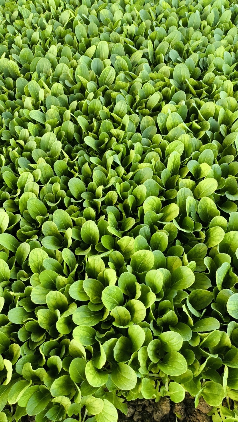 精品鸡毛菜.全年有货