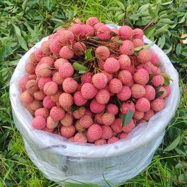 广东惠州荔枝