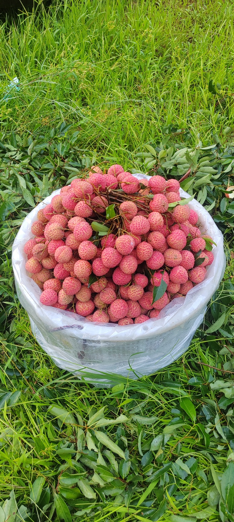 广东惠州荔枝