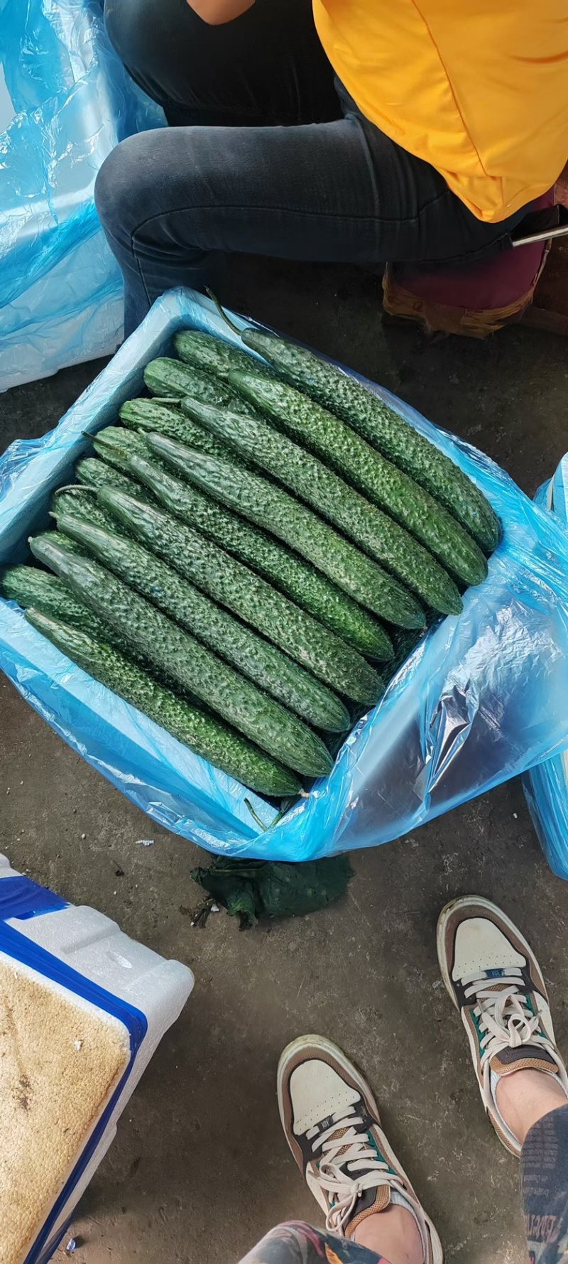 贵州黄瓜蜜刺黄瓜青瓜，一手货源，支持货到付款