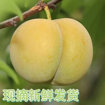 蜂糖李