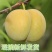 蜂糖李
