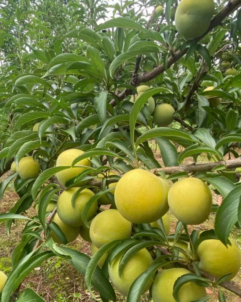 蜂糖李