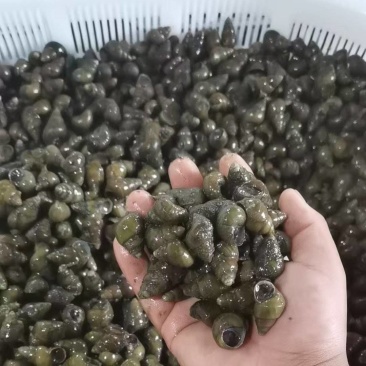 江苏清水螺蛳，食用螺蛳，量大从优