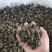 江苏清水螺蛳，食用螺蛳，量大从优
