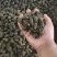江苏清水螺蛳，食用螺蛳，量大从优
