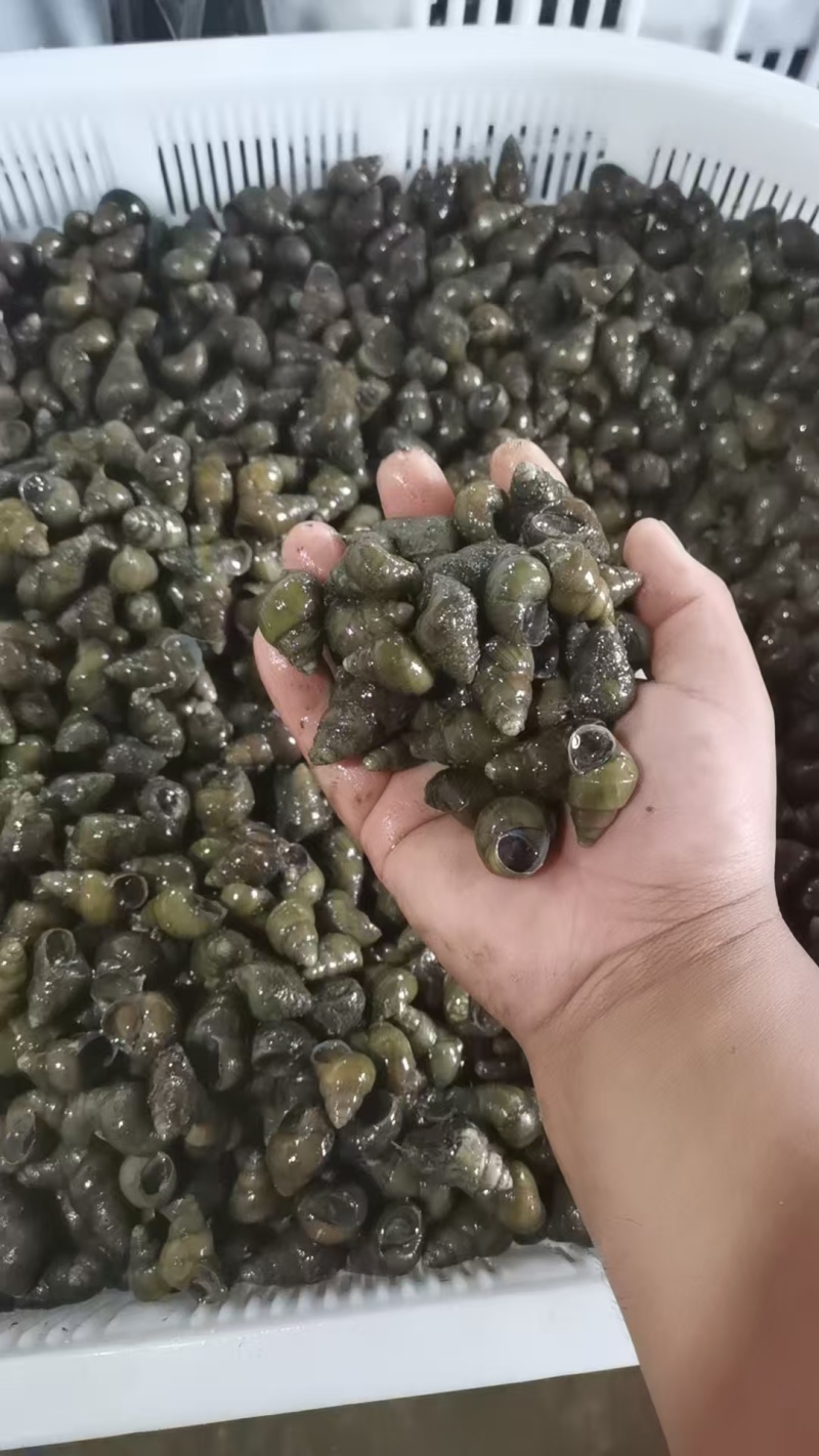 江苏清水螺蛳，食用螺蛳，量大从优