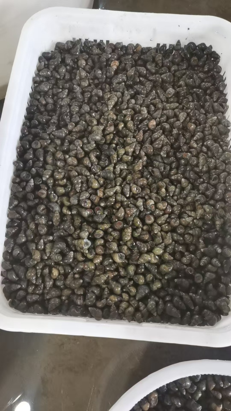 江苏清水螺蛳，食用螺蛳，量大从优