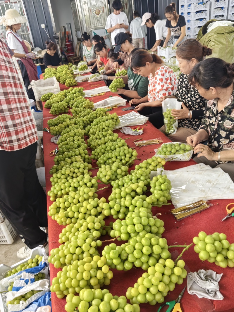 湖北省潜江市阳光玫瑰电商果价格可谈大量上市一条龙服务。