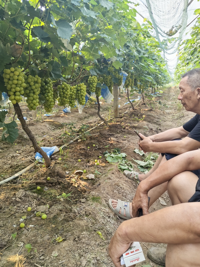 湖北省潜江市阳光玫瑰电商果价格可谈大量上市一条龙服务。