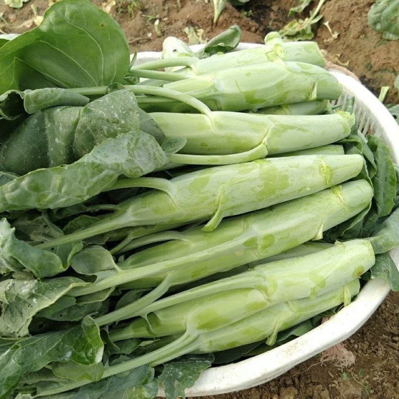 澄优四季大芯芥兰筷种子芥蓝菜香菇芥兰粗条大笋芥蓝优