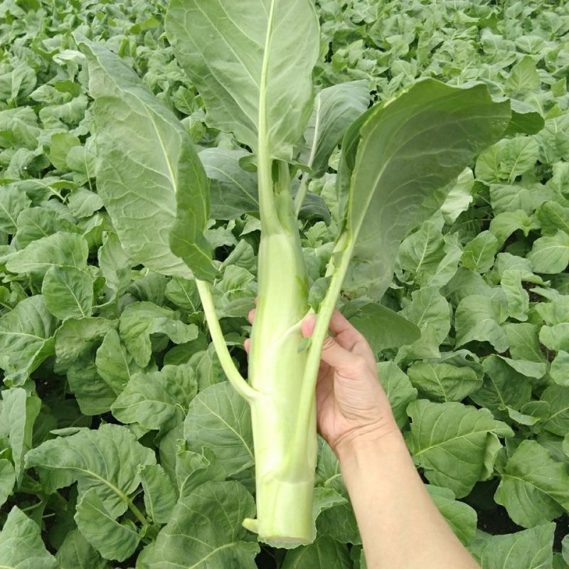 澄优四季大芯芥兰筷种子芥蓝菜香菇芥兰粗条大笋芥蓝优