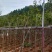 黄花风铃木基地供应量大从优诚信经营欢迎咨询