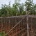 黄花风铃木基地供应量大从优诚信经营欢迎咨询