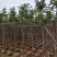 黄花风铃木基地供应量大从优诚信经营欢迎咨询