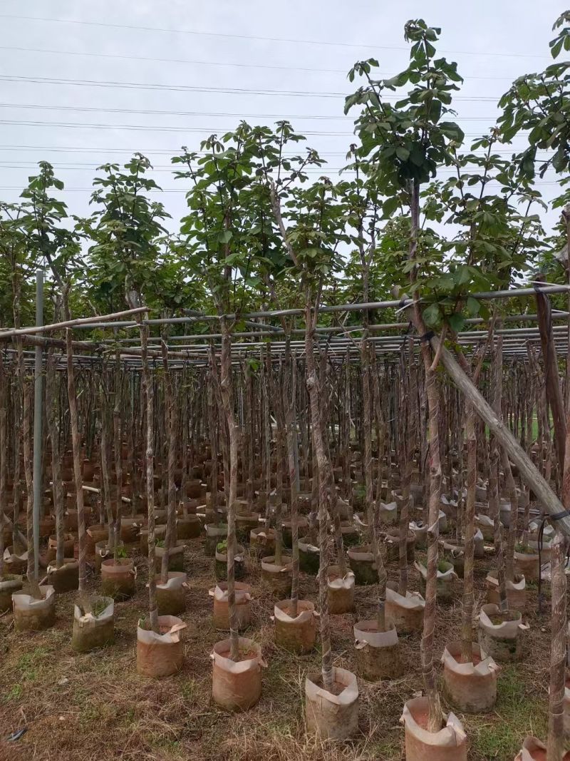 黄花风铃木基地供应量大从优诚信经营欢迎咨询