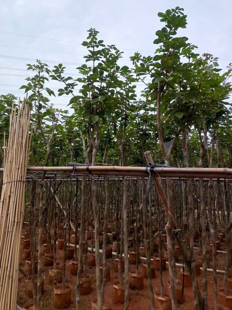黄花风铃木基地供应量大从优诚信经营欢迎咨询