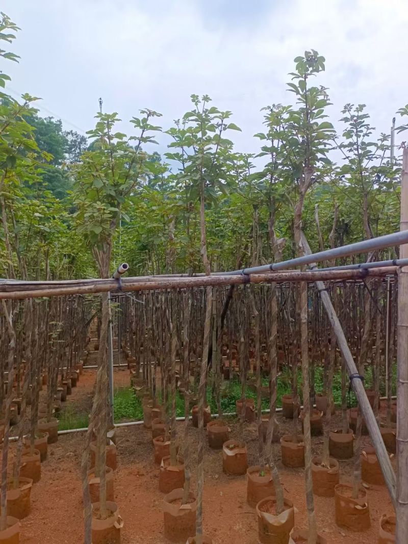 黄花风铃木基地供应量大从优诚信经营欢迎咨询