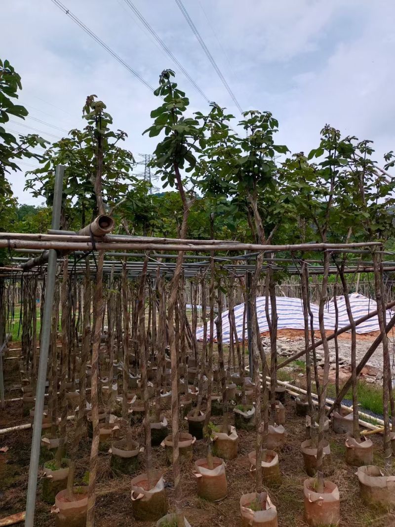 黄花风铃木基地供应量大从优诚信经营欢迎咨询