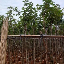 黄花风铃木基地供应量大从优诚信经营欢迎咨询