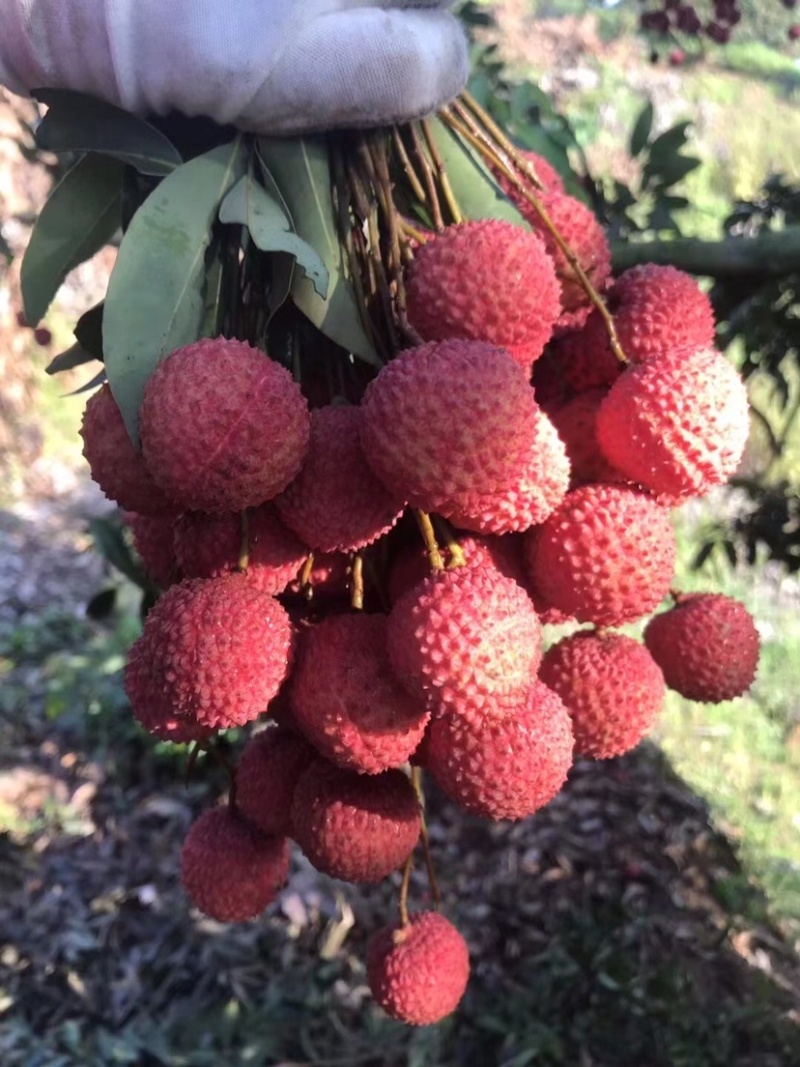 高州桂味荔枝～荔枝中的佼佼者，香甜可口，淡淡的桂花香
