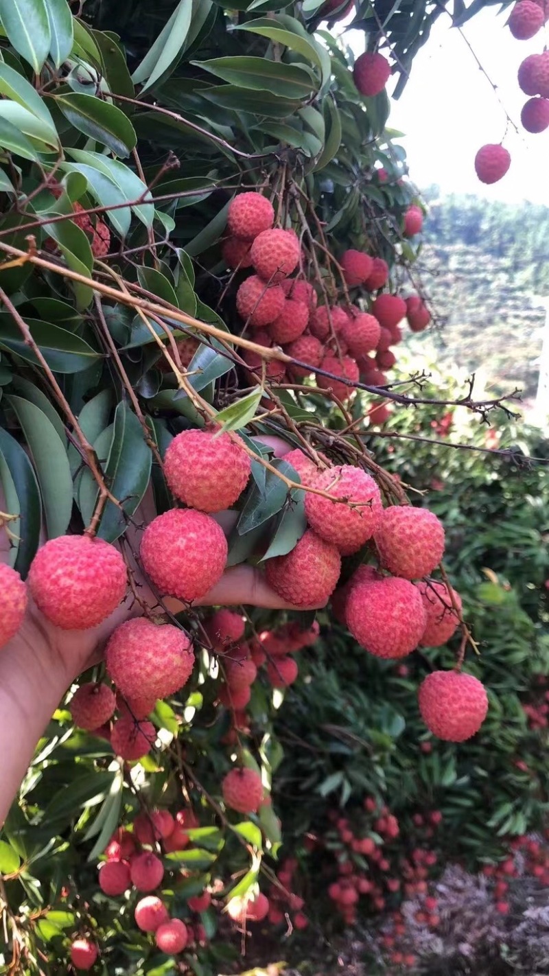 高州桂味荔枝～荔枝中的佼佼者，香甜可口，淡淡的桂花香