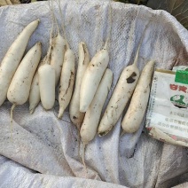 兰溪小萝卜头