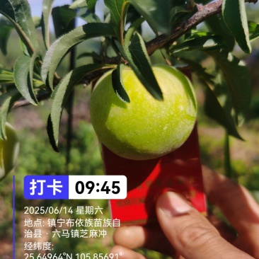 六马蜂糖李，只做品质