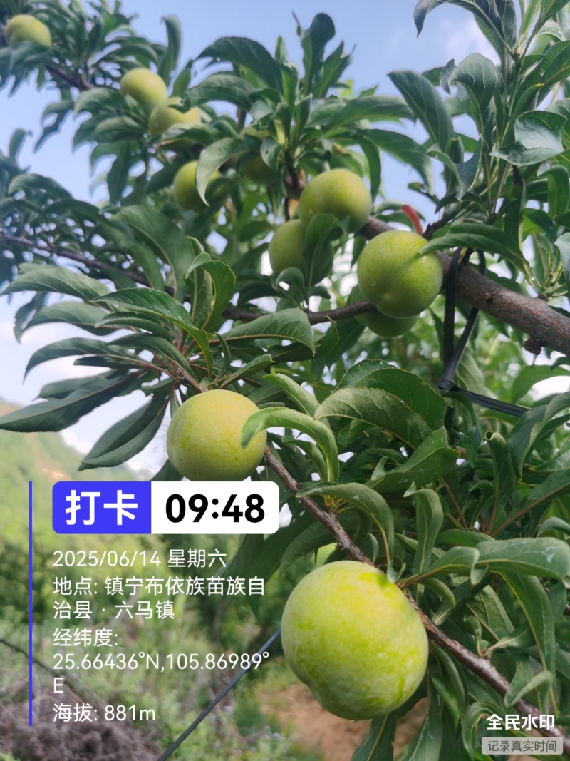 六马蜂糖李，只做品质
