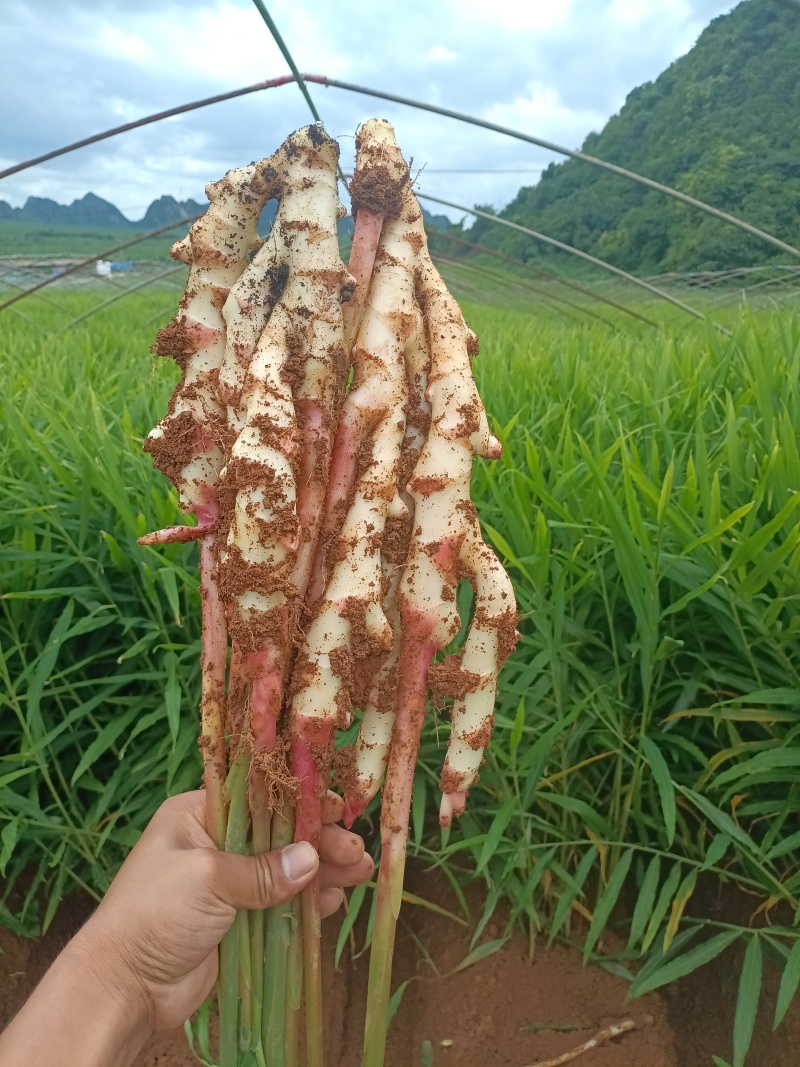 仔姜牙姜