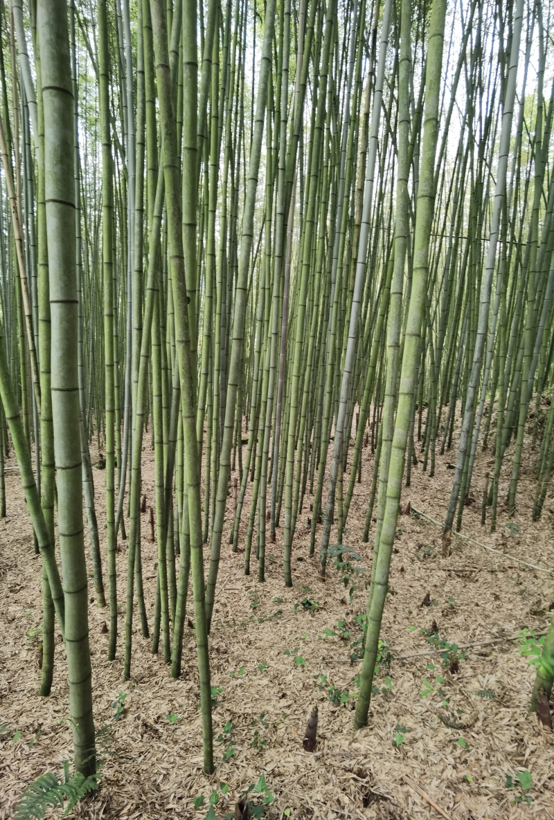 4到12公分的