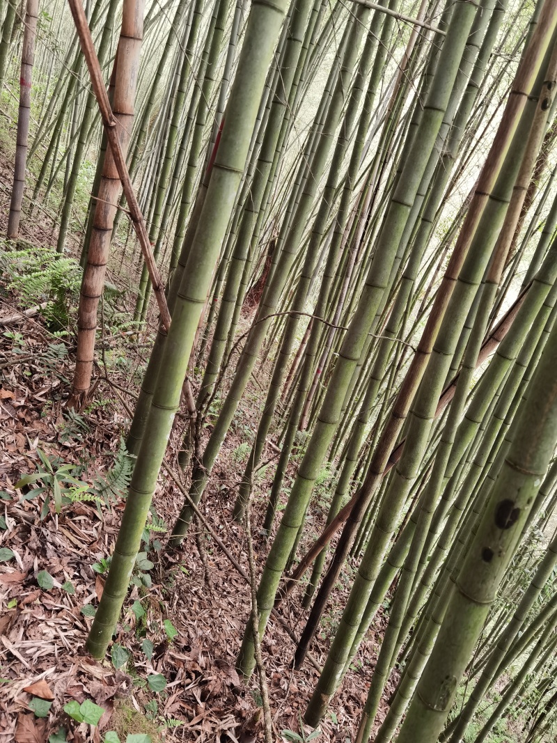 4到12公分的