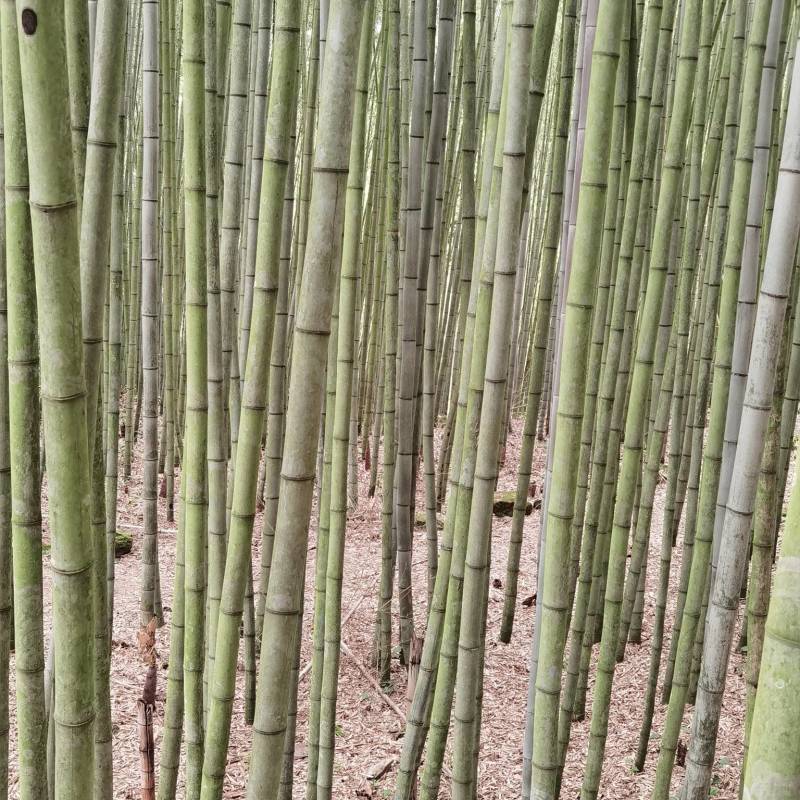 4到12公分的