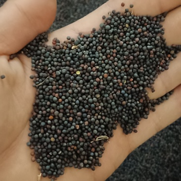 精品油菜籽，送货上门