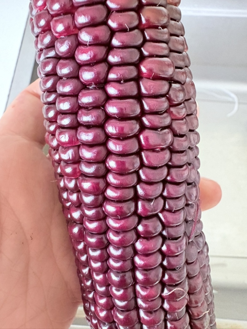 新鲜黑玉米甜糯型