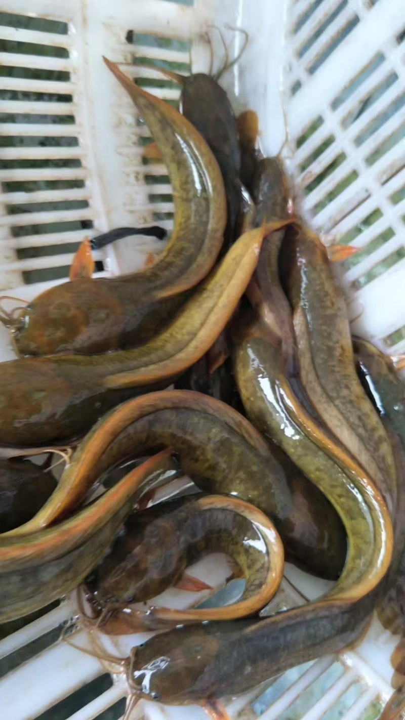 三黄塘鲺苗/塘角鱼苗规格齐全欢迎来电详谈前选购