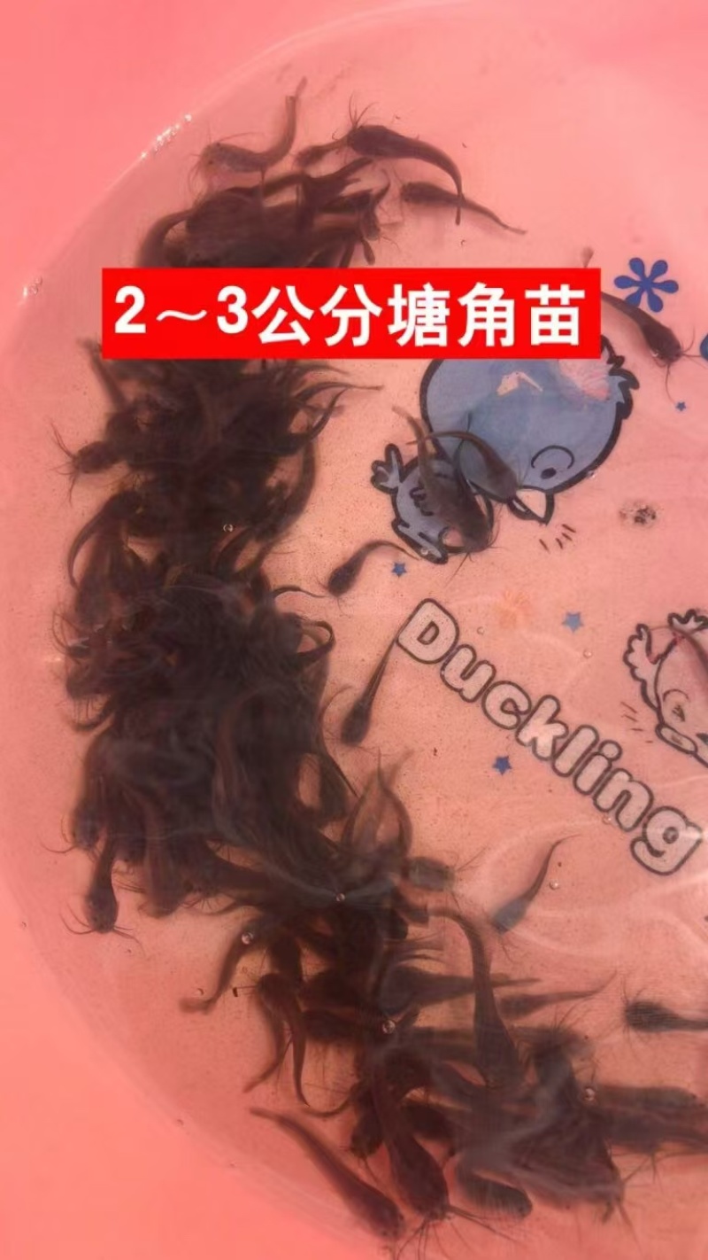 三黄塘鲺苗/塘角鱼苗规格齐全欢迎来电详谈前选购