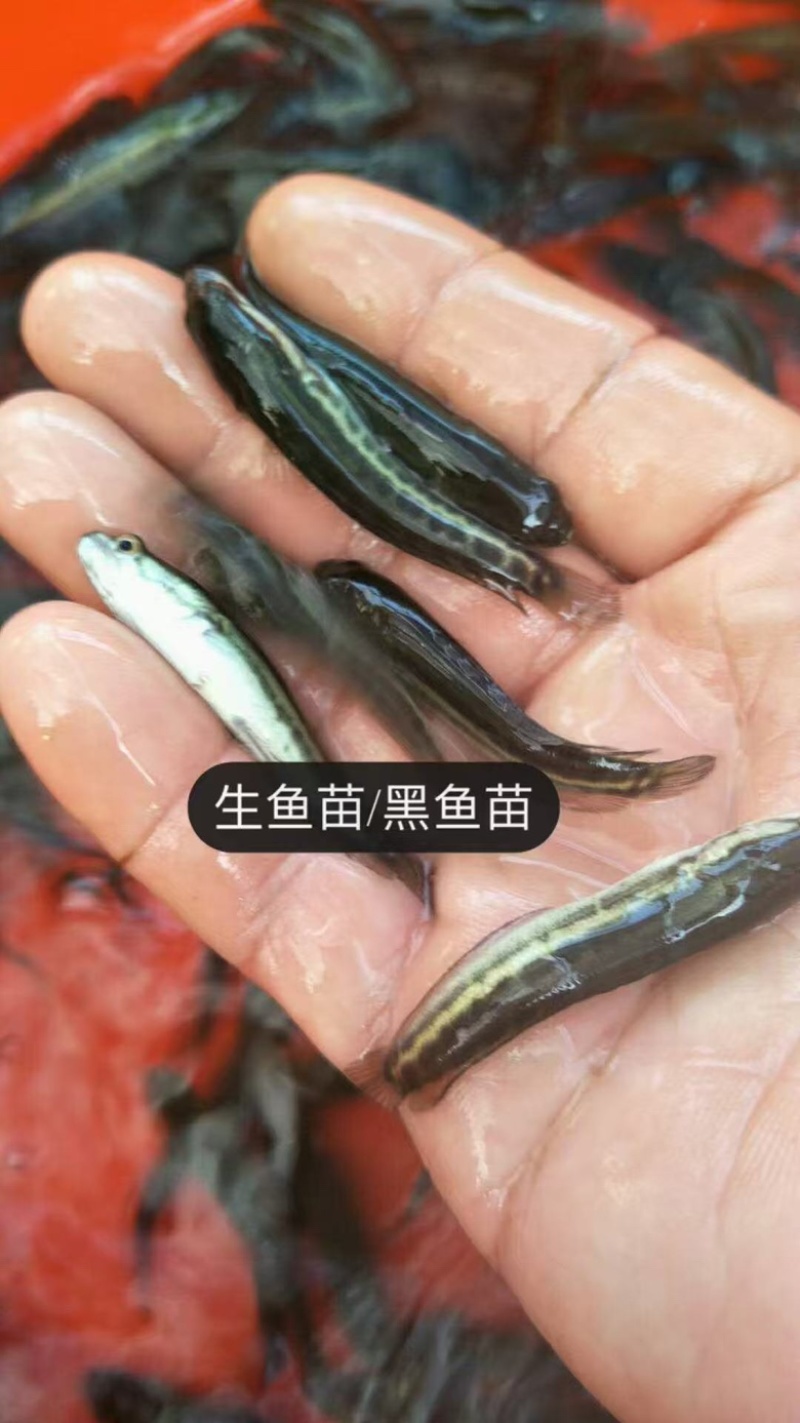 黑鱼苗/生鱼苗养殖基地大量供应品质保证欢迎来电订购洽谈