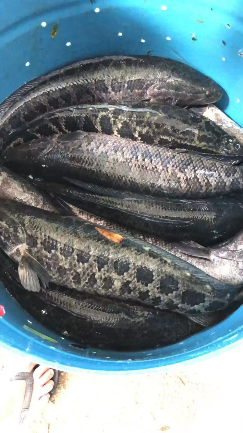 黑鱼苗/生鱼苗养殖基地大量供应品质保证欢迎来电订购洽谈