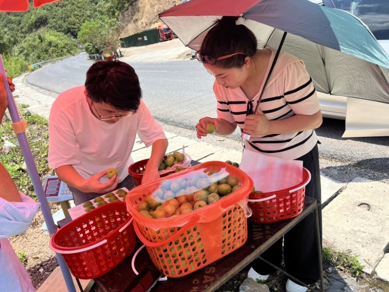 正宗六马蜂糖李