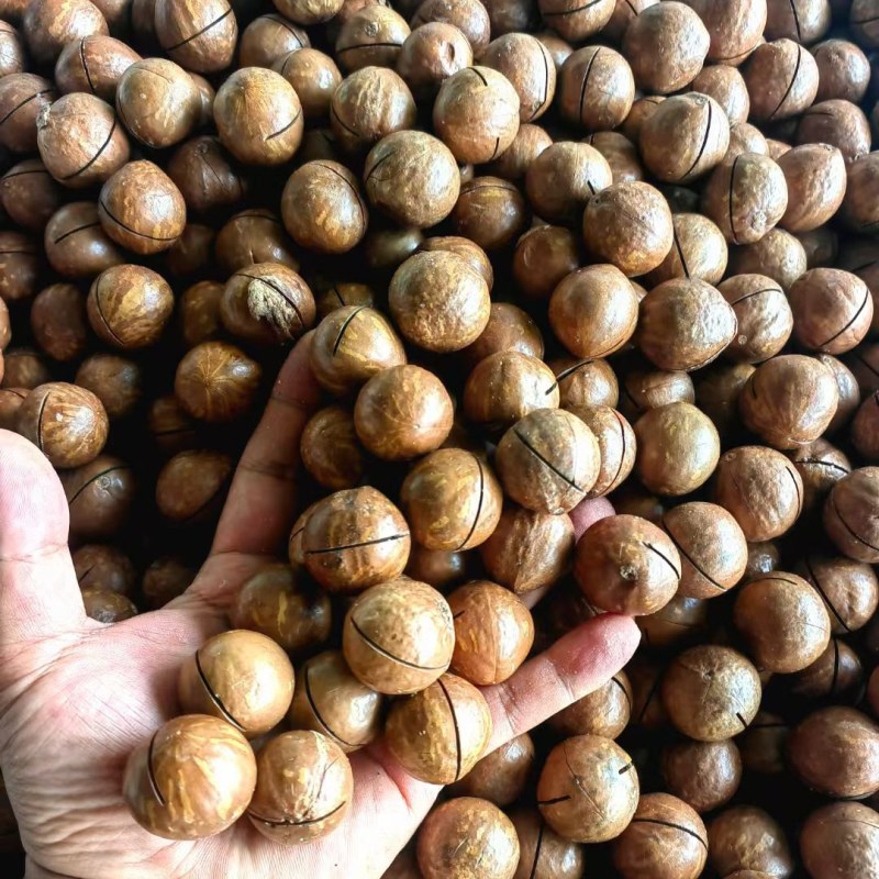 西双版纳夏威夷果澳洲坚果种植基地工厂量大