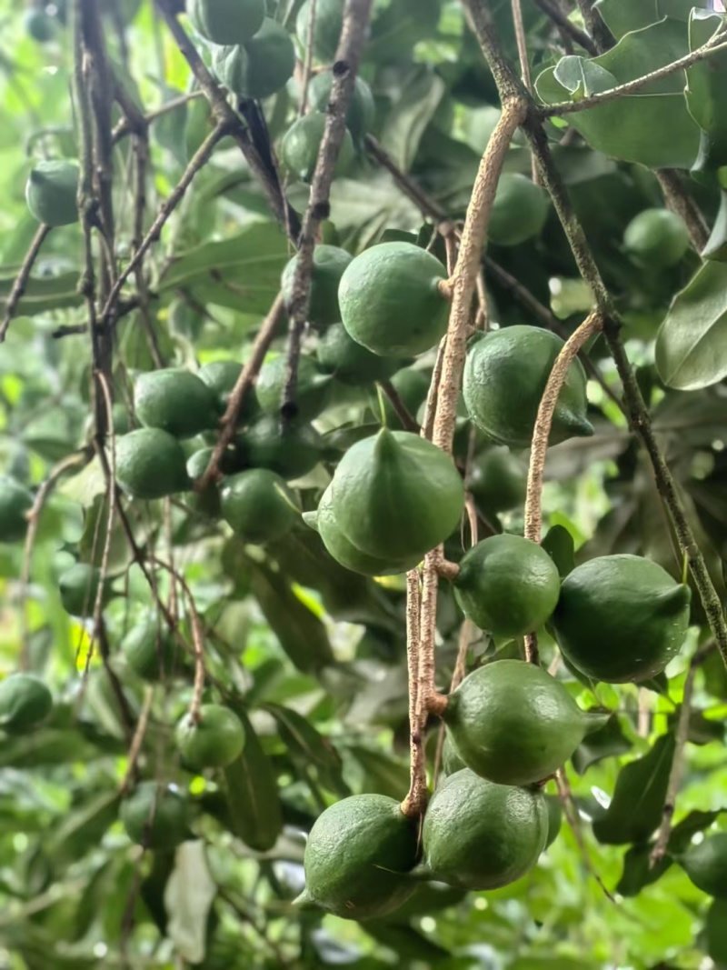 西双版纳夏威夷果澳洲坚果种植基地工厂量大
