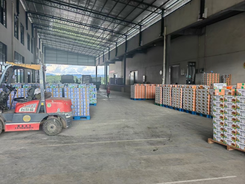 西双版纳夏威夷果澳洲坚果种植基地工厂量大