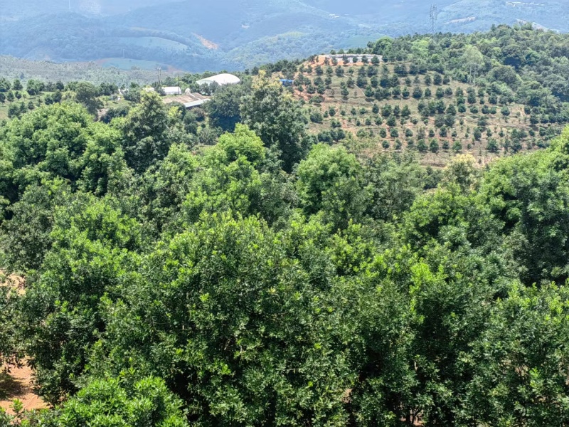 西双版纳夏威夷果澳洲坚果种植基地工厂量大